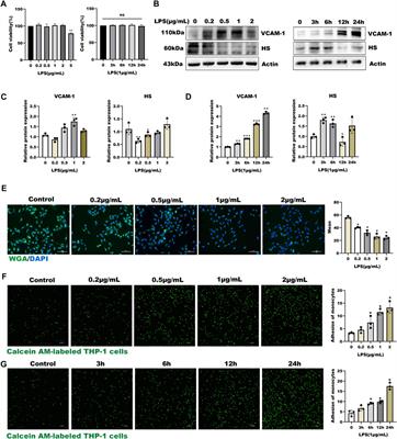 Tetramethylpyrazine Alleviates Endothelial Glycocalyx Degradation and Promotes Glycocalyx Restoration via TLR4/NF-κB/HPSE1 Signaling Pathway During Inflammation